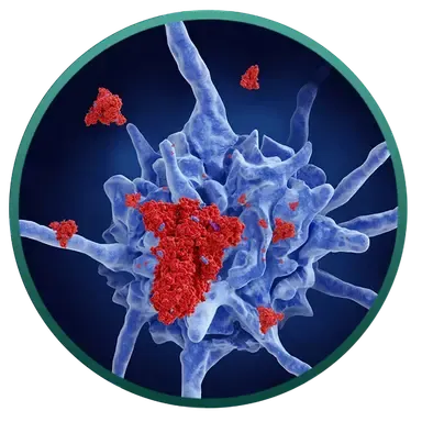 VACCINE TẾ BÀO DC