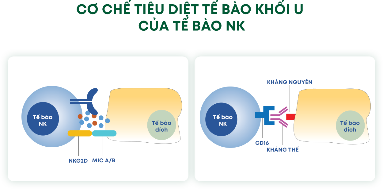 Thông tin liệu pháp NK Cell phần 7