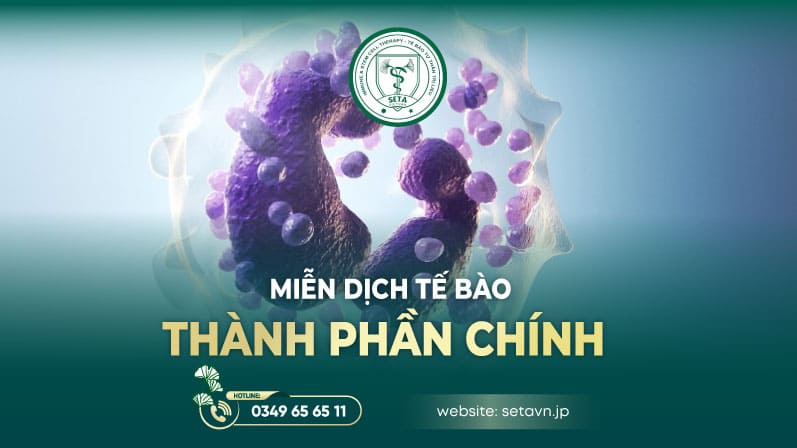 Miễn Dịch Tế Bào Là Gì? Lá Chắn Vững Chắc Bảo Vệ Cơ Thể Khỏi Ung Thư 9 Miễn dịch tế bào - SETA Việt Nam