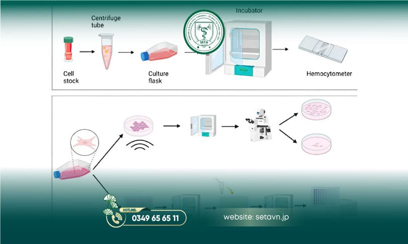 Trung Tâm Nuôi Cấy Tế Bào - Dịch Vụ Nuôi Cấy Tế Bào Tại Việt Nam 7 Dịch vụ nuôi cấy tế bào - SETA Việt Nam