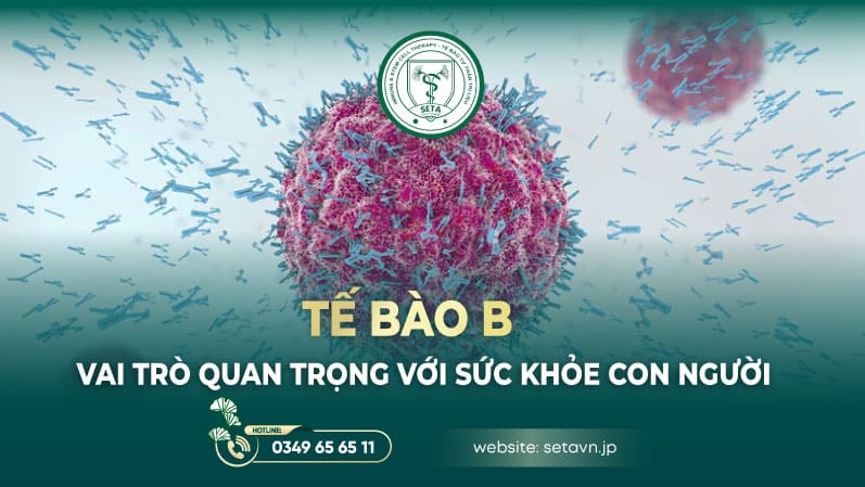 Tế bào Lympho B - SETA Việt Nam