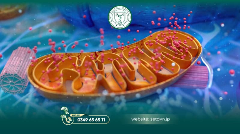 Môi Trường Nuôi Cấy Tế Bào Gốc: Những Lưu Ý Quan Trọng 9 Môi trường nuôi cấy tế bào gốc - SETA Việt Nam