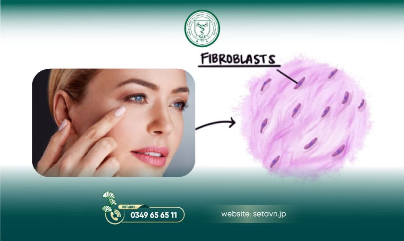 Nuôi Cấy Tế Bào Sợi Trong Y Học Hiện Đại 8 Tế bào sợi - SETA Việt Nam