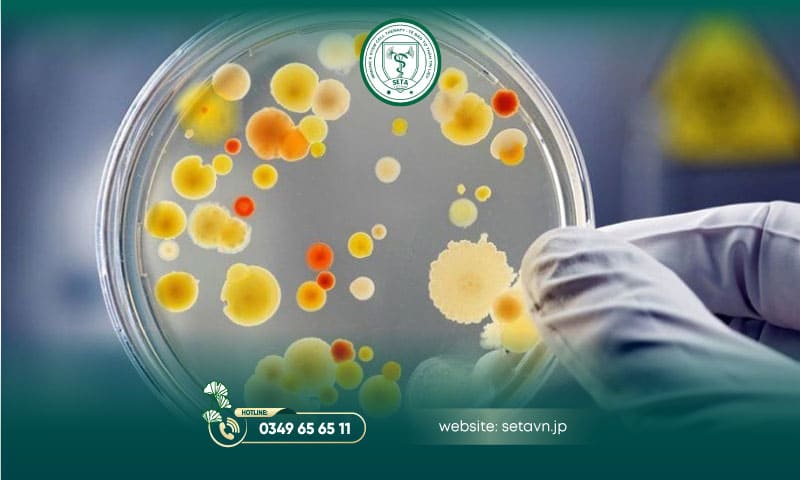 Nuôi Cấy Tế Bào Sinh Dưỡng 13 Nuôi cấy tế bào sinh dưỡng - SETA Việt Nam