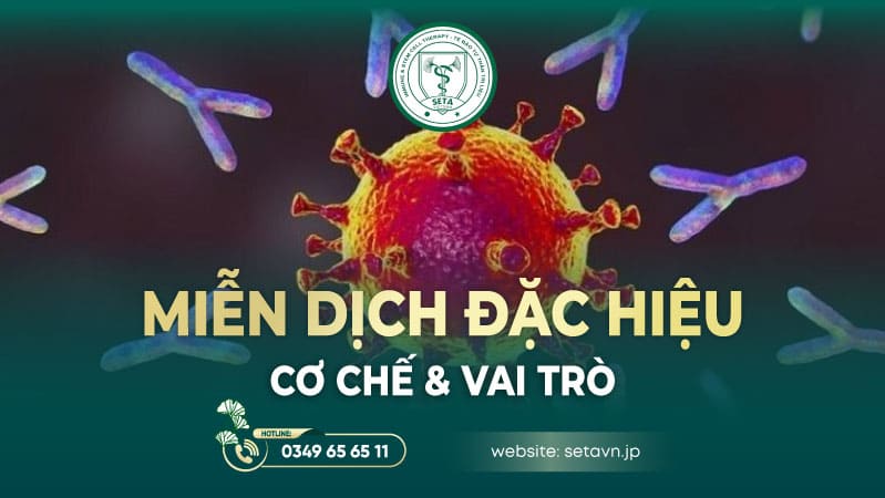 Cơ chế & Vai trò Miễn dịch đặc hiệu - SETA Việt Nam
