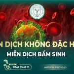 Miễn dịch không đặc hiệu: Tuyến phòng thủ đầu tiên của cơ thể trước bệnh tật 7 Miễn dịch không đặc hiệu - SETA Việt Nam