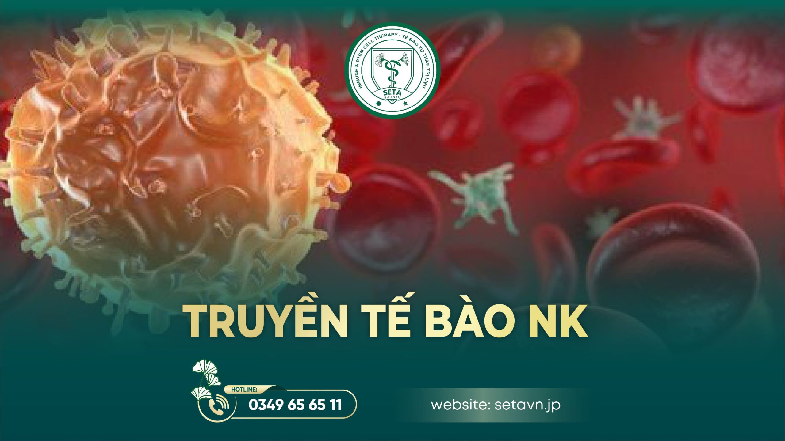 Truyền tế bào NK - SETA Việt Nam