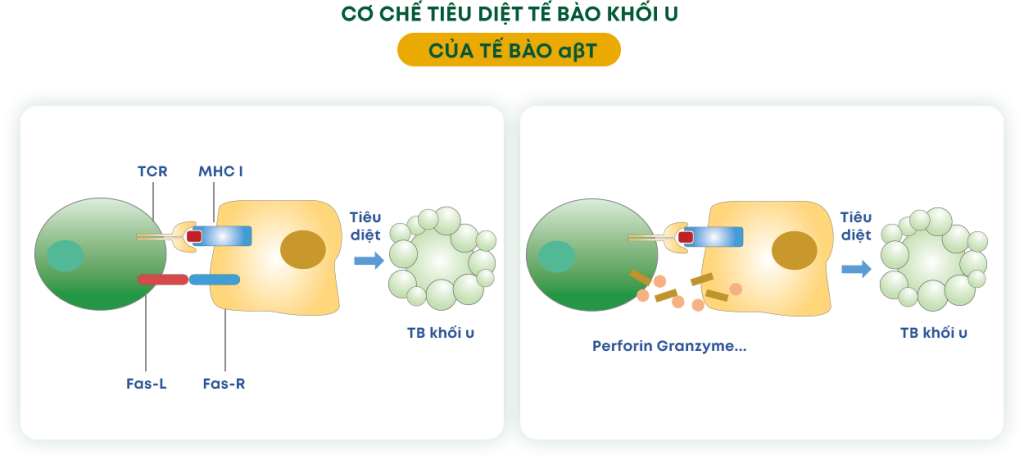 Liệu pháp miễn dịch tế bào T: Hy vọng mới trong điều trị ung thư 16 Cơ chế tiêu diệt tế bào khối của tế bào T