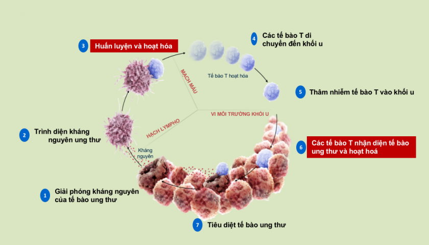 Liệu pháp miễn dịch tế bào T: Hy vọng mới trong điều trị ung thư